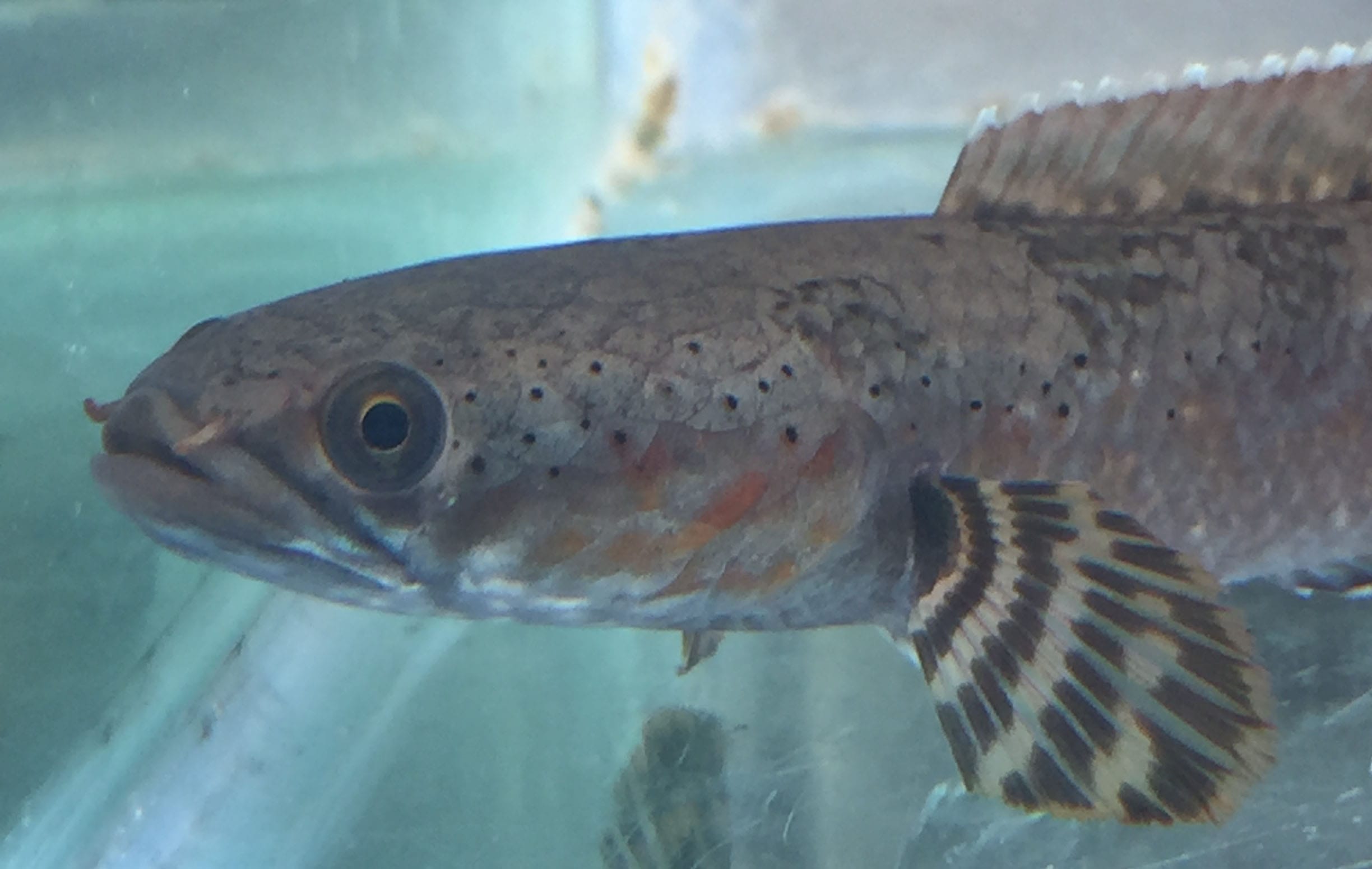 Fish Pic